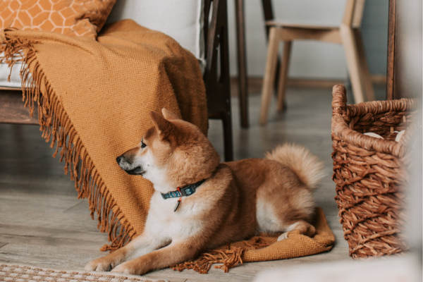 Móveis Multifuncionais: Como você pode preparar o Apartamento para o Cão idoso