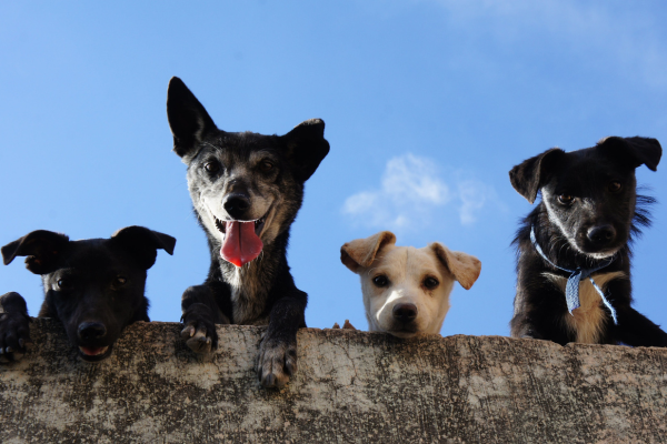 Socializando: A relação de amizade com os cães do condomínio.