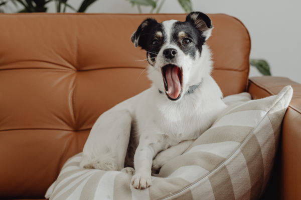 Cachorros na sala: Programação pet nos Streamings