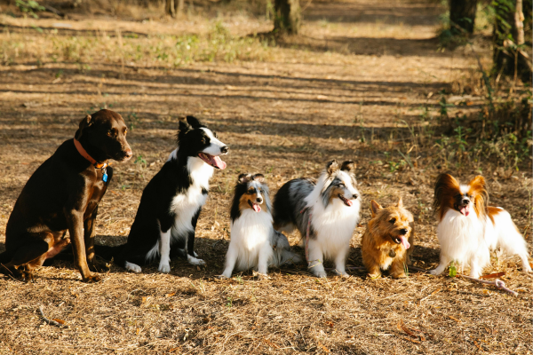 Creches caninas: Necessidades modernas de tutores que trabalham fora