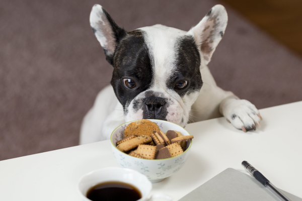 Saindo de Casa: Como se Comportar Num Restaurante  Pet Friendly