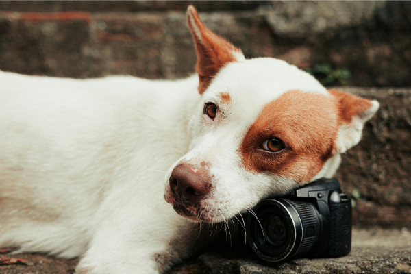 Um estúdio em casa: Fotos e Vídeos para as redes sociais do seu cãozinho