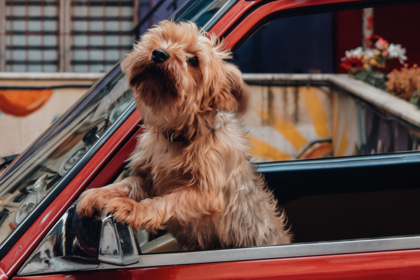 Passeios sobre quatro rodas: viajando de carro