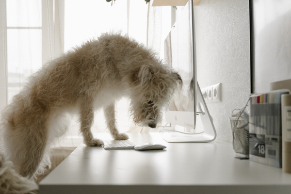 Diversão virtual para os Pets dentro e fora de casa