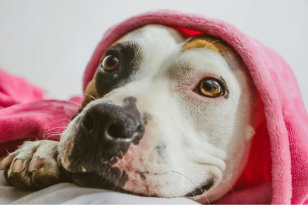 A limpeza das roupas após as brincadeiras com os pets