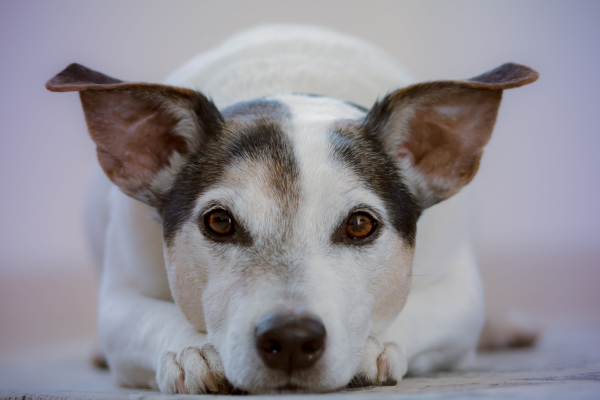 Os cachorros sabem diferenciar as horas?